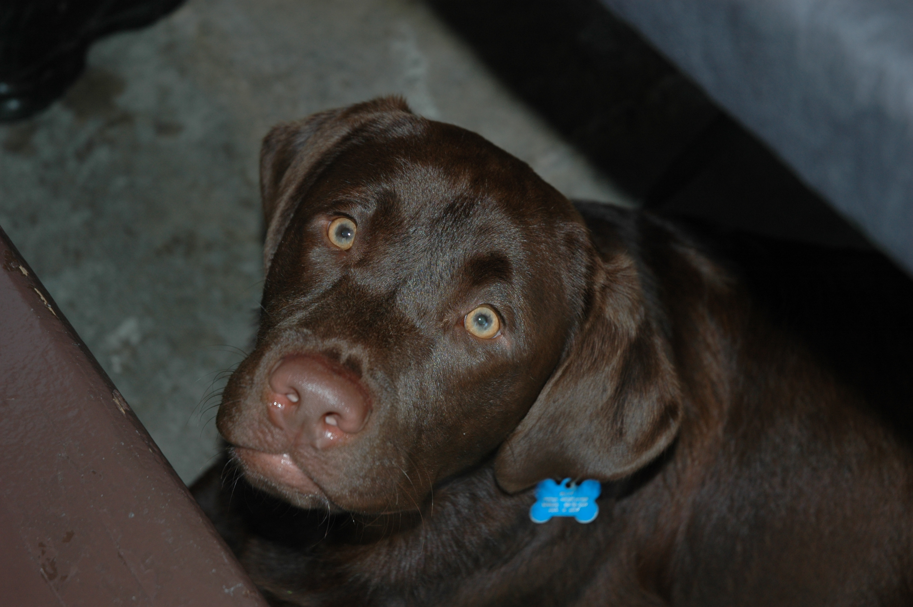 Simi Valley Corvettes