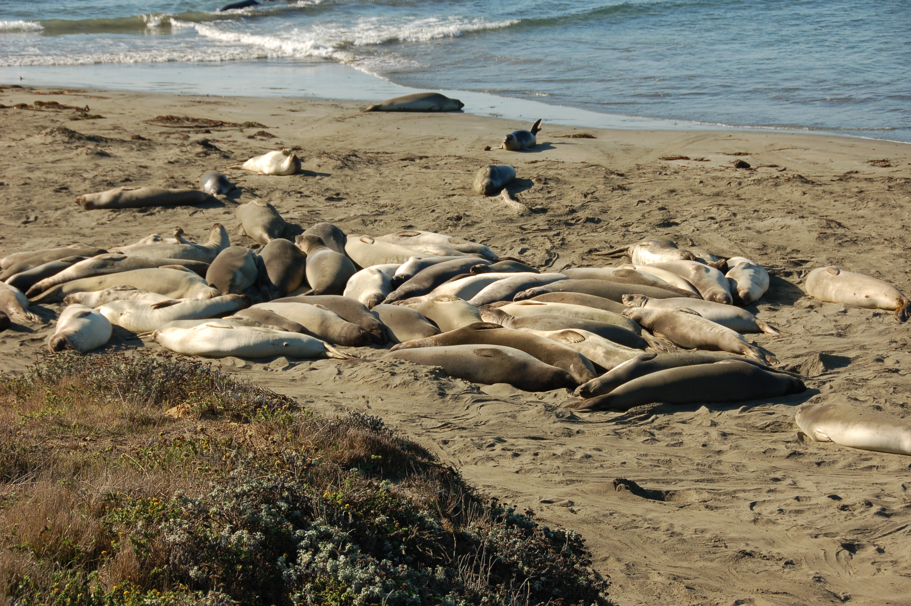 Simi Valley Corvettes