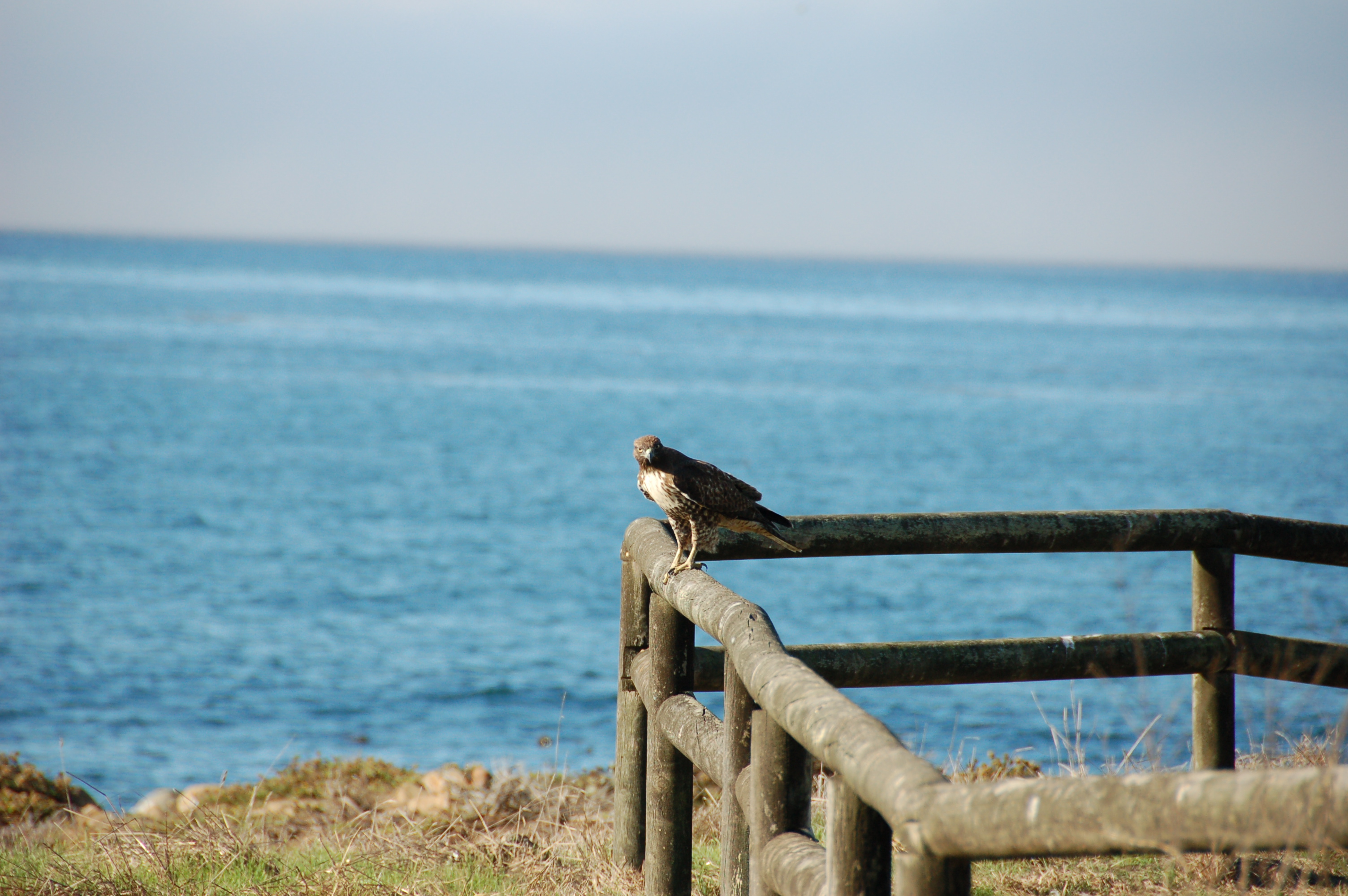 Simi Valley Corvettes