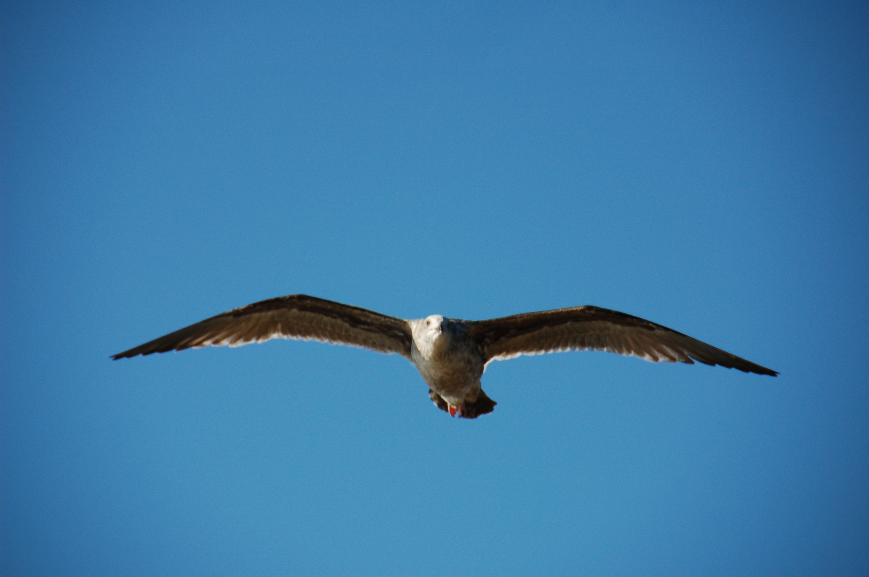 Simi Valley Corvettes