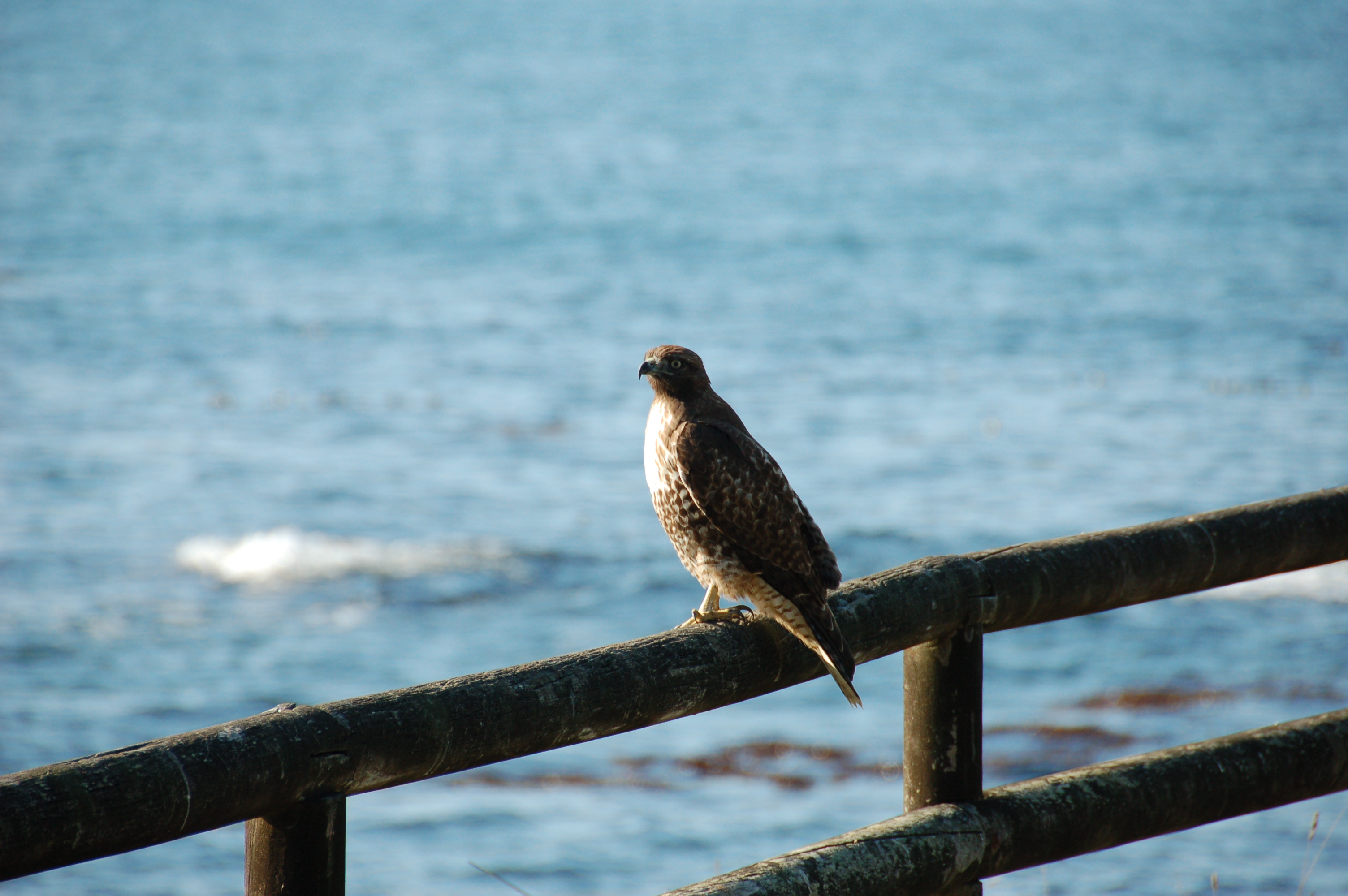 Simi Valley Corvettes
