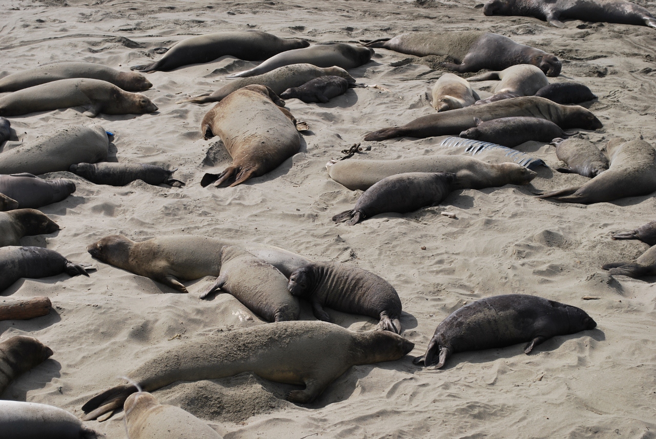 Simi Valley Corvettes