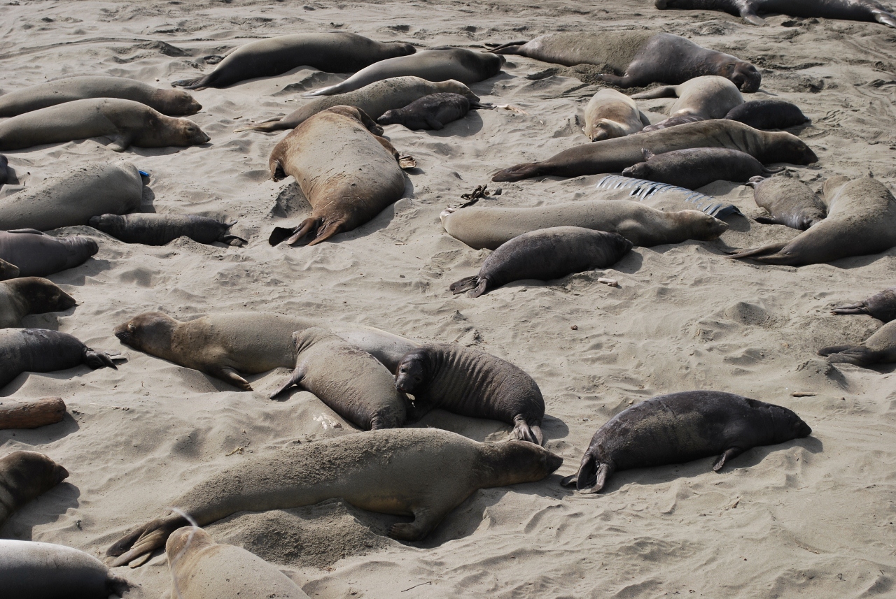 Simi Valley Corvettes