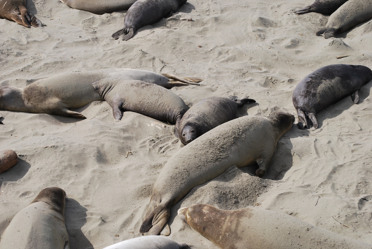 Simi Valley Corvettes