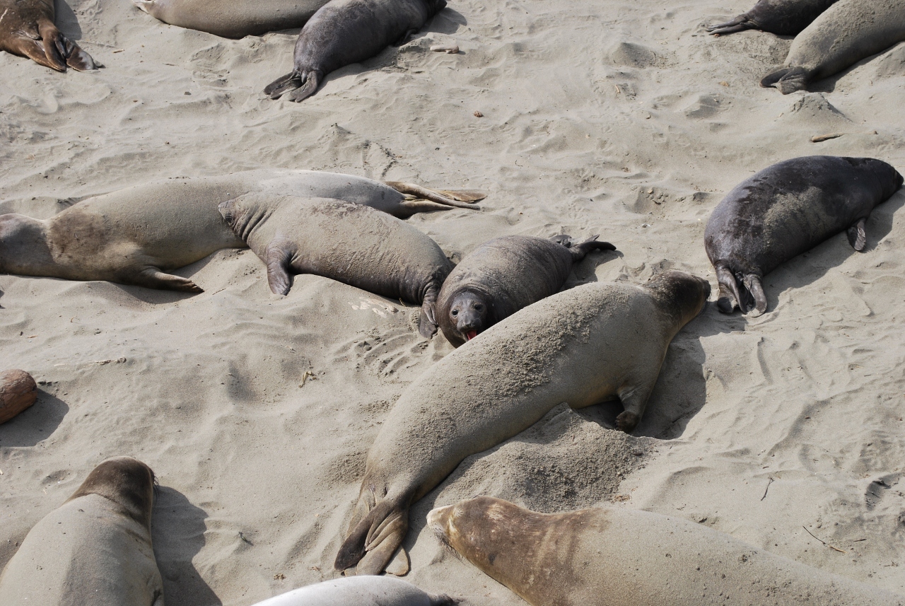 Simi Valley Corvettes
