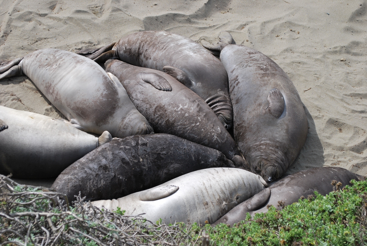 Simi Valley Corvettes