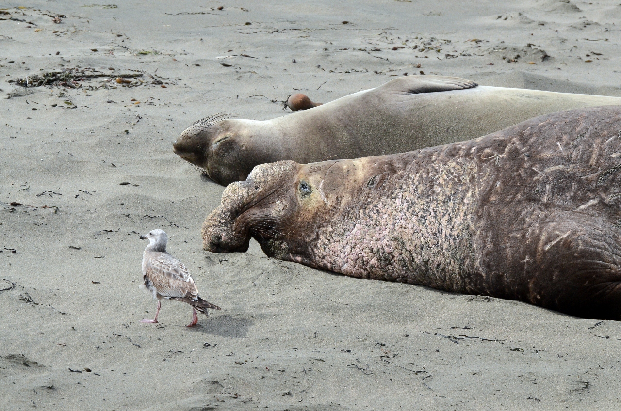 Simi Valley Corvettes