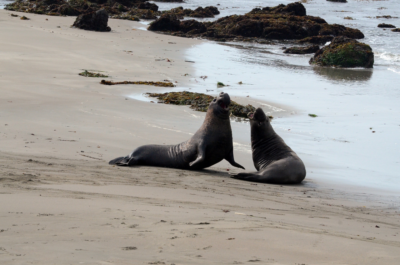 Simi Valley Corvettes