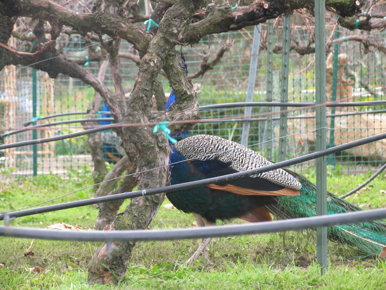 Simi Valley Corvettes