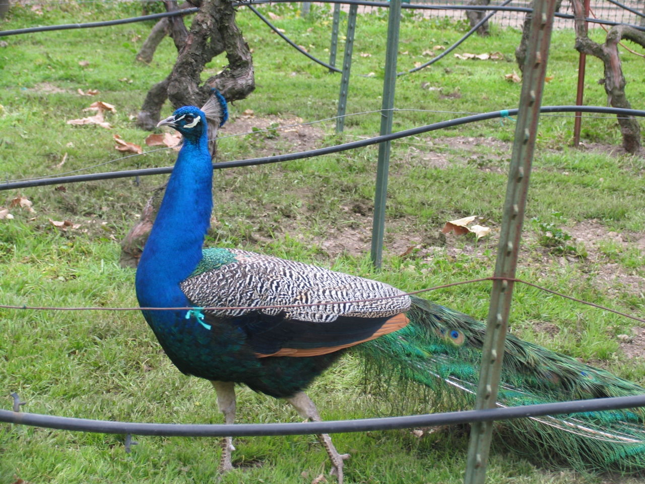 Simi Valley Corvettes
