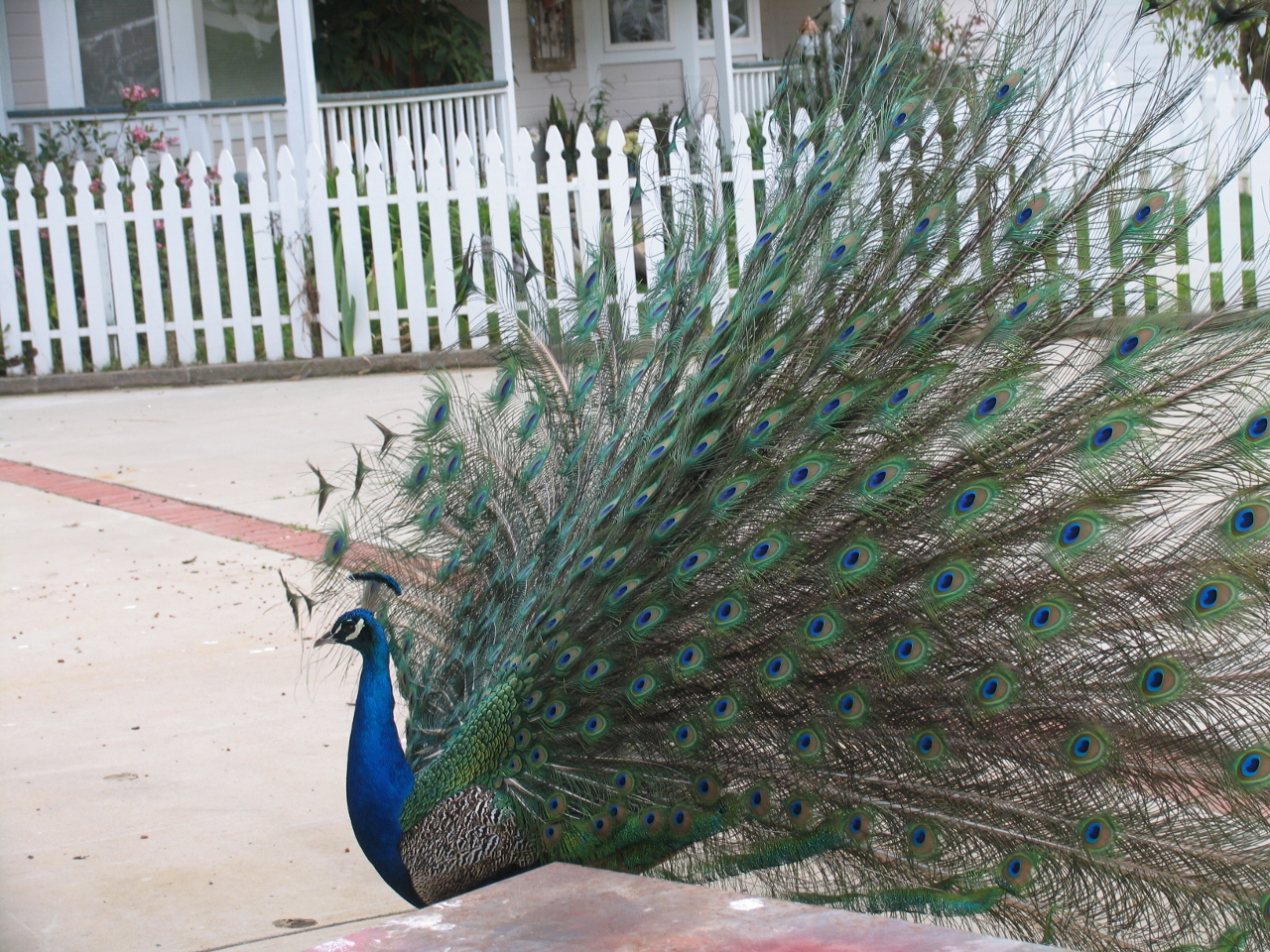 Simi Valley Corvettes