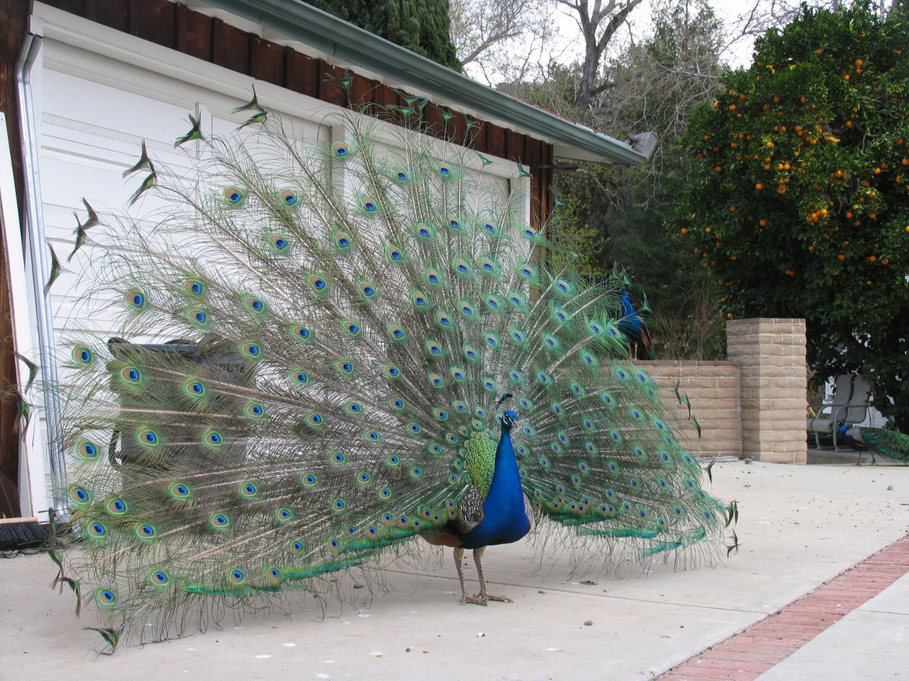 Simi Valley Corvettes