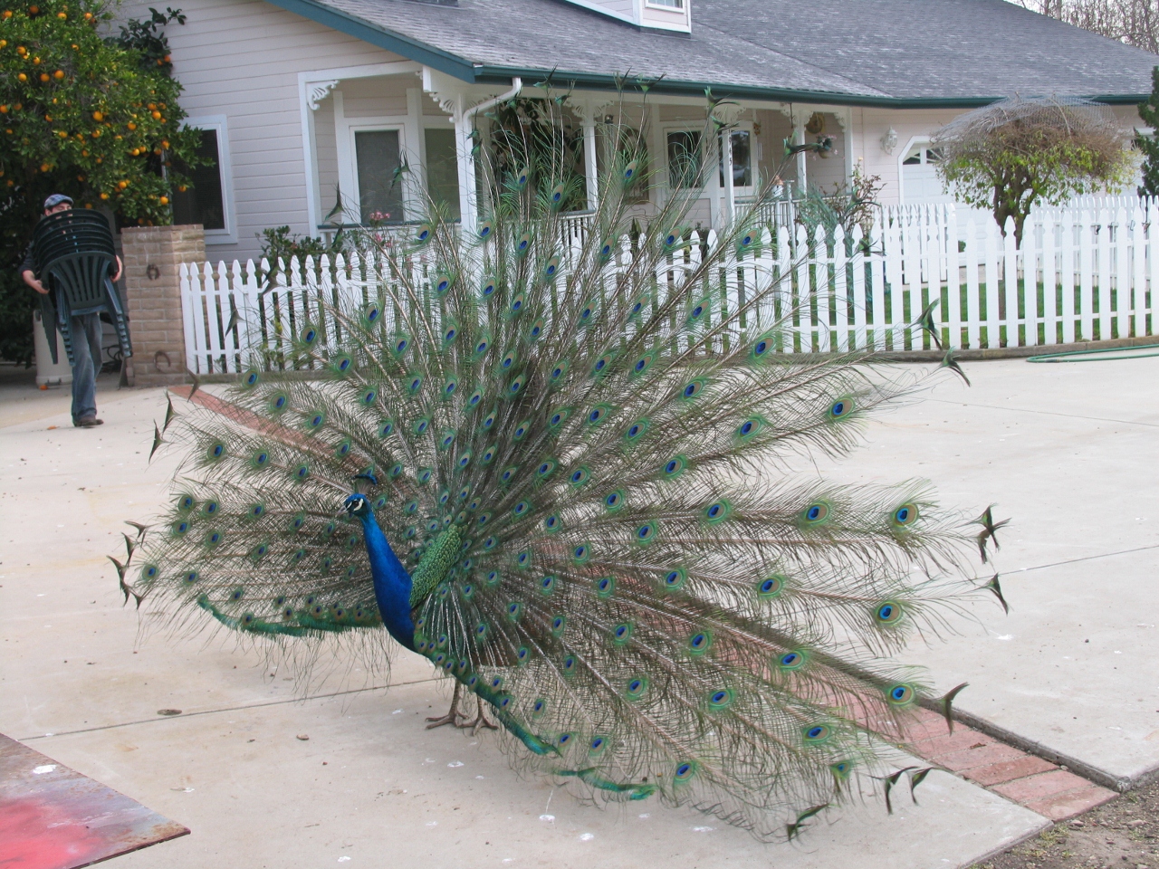 Simi Valley Corvettes