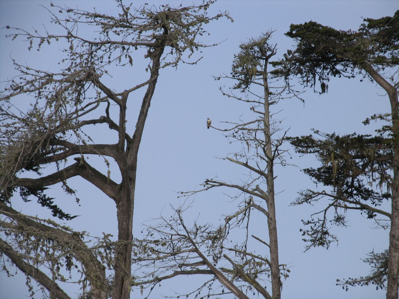 Simi Valley Corvettes