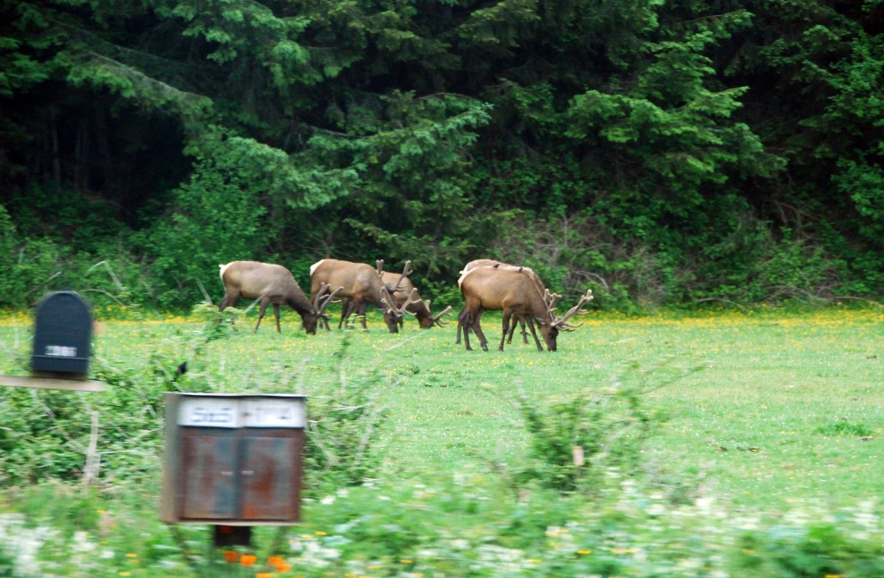 Simi Valley Corvettes