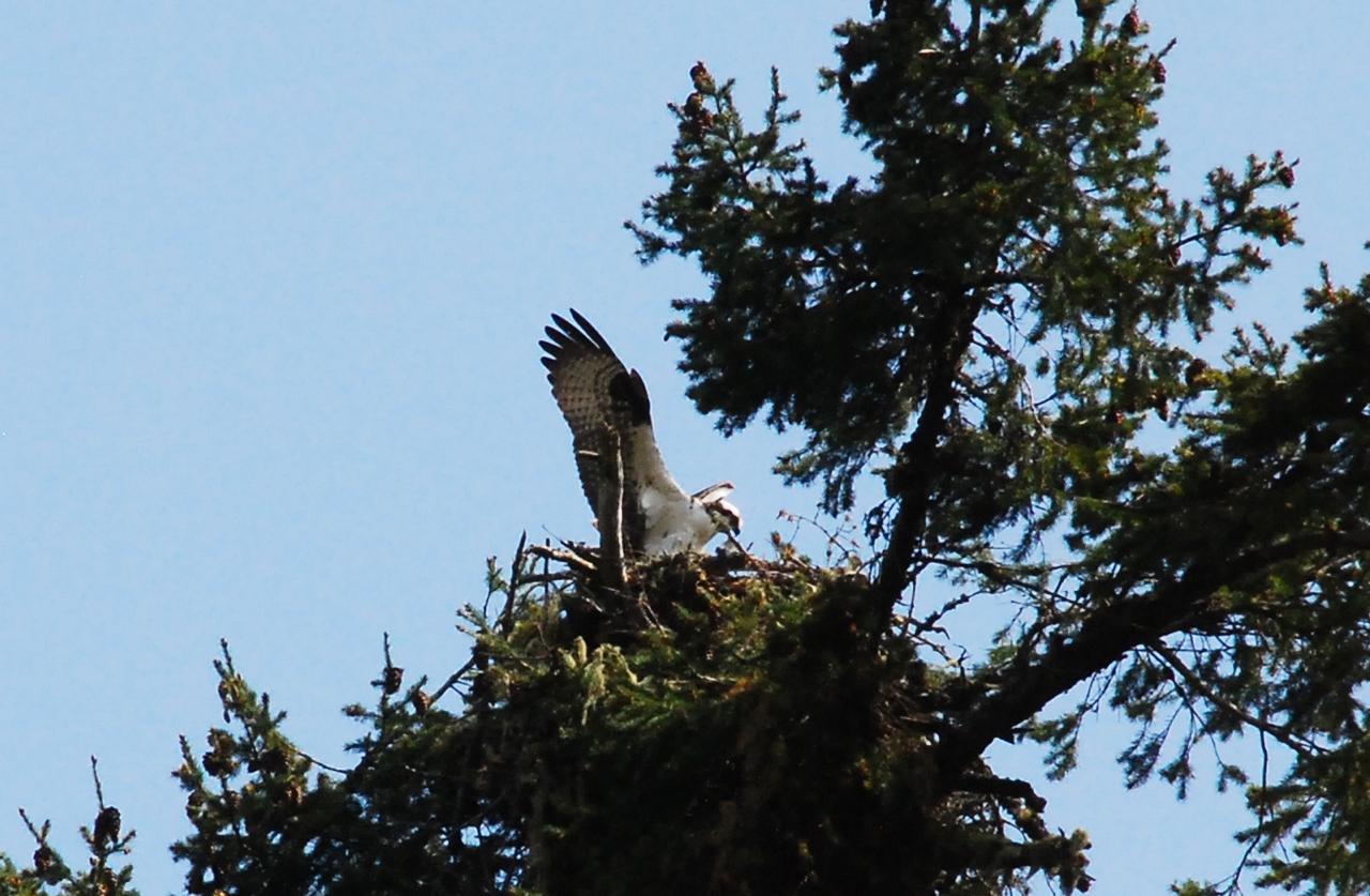 Simi Valley Corvettes