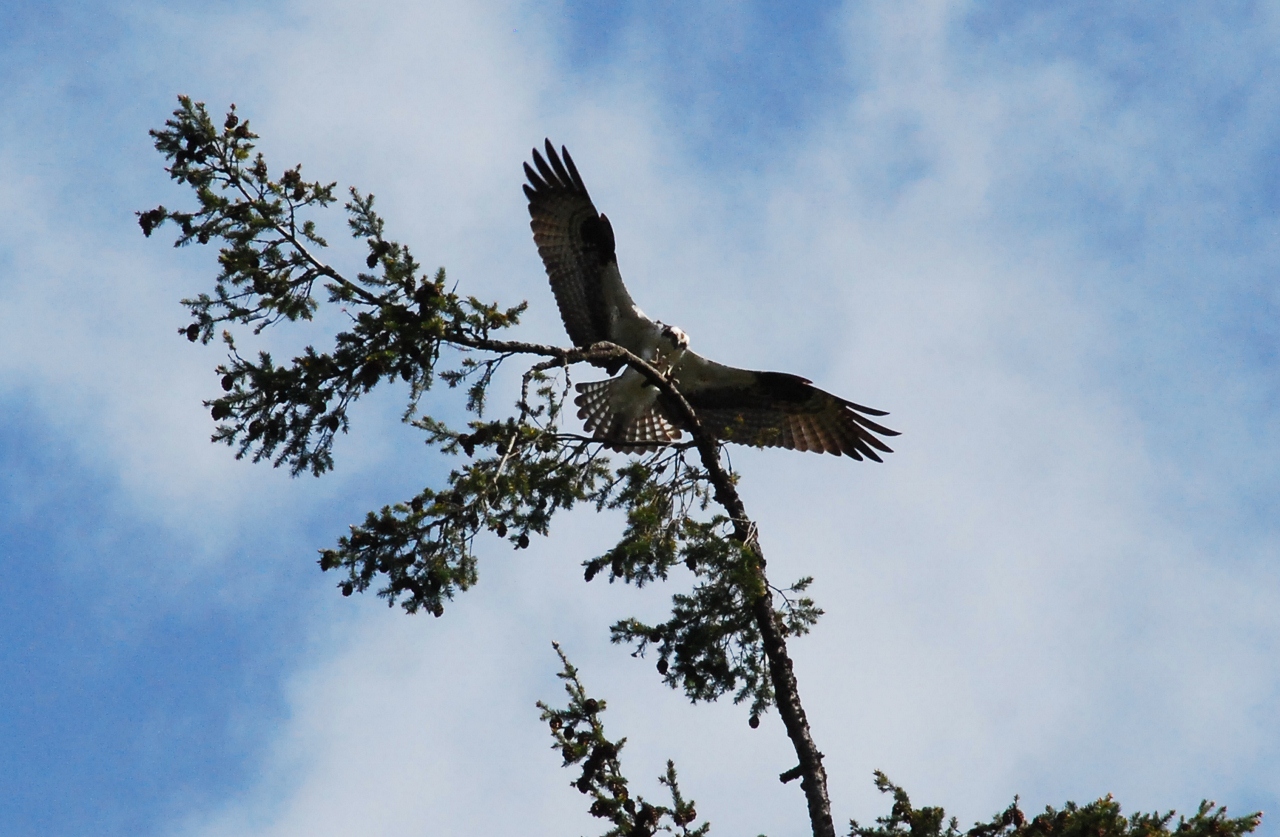 Simi Valley Corvettes