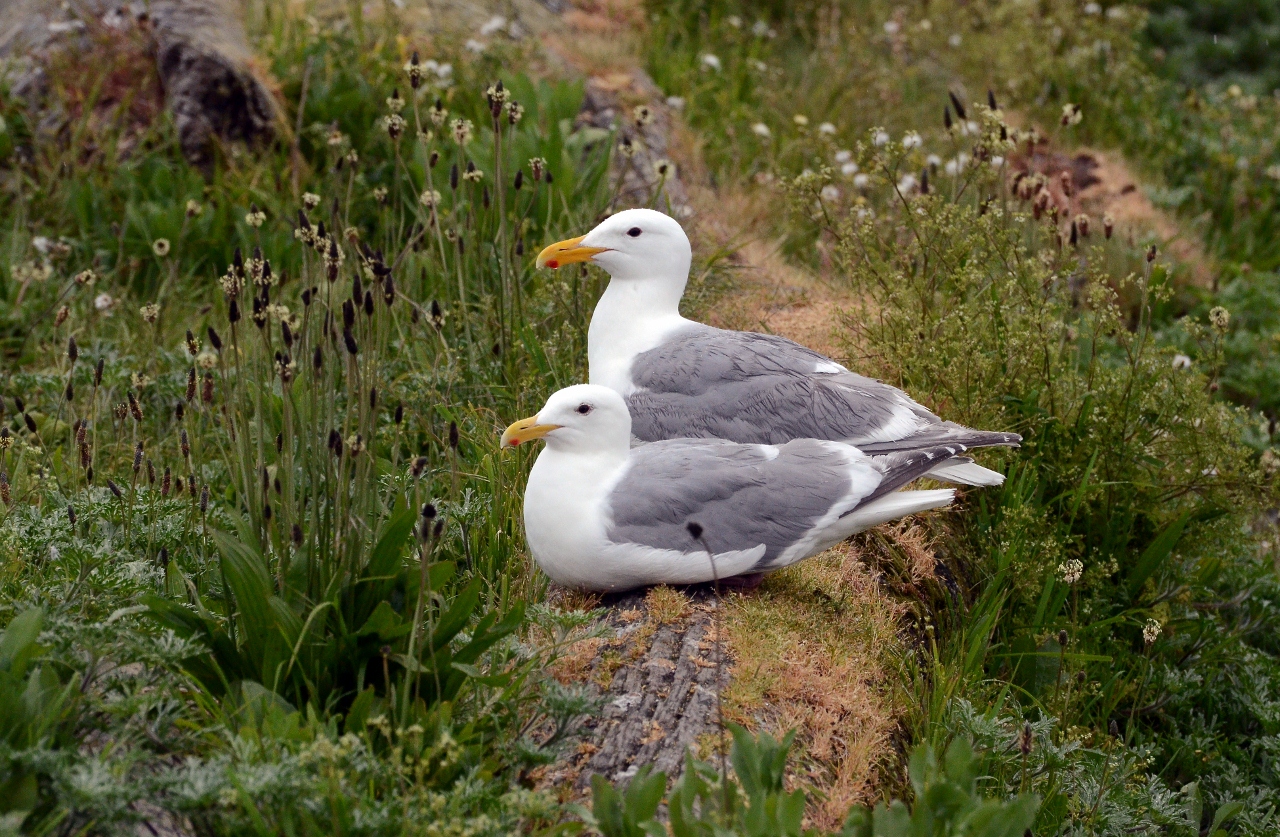 Simi Valley Corvettes