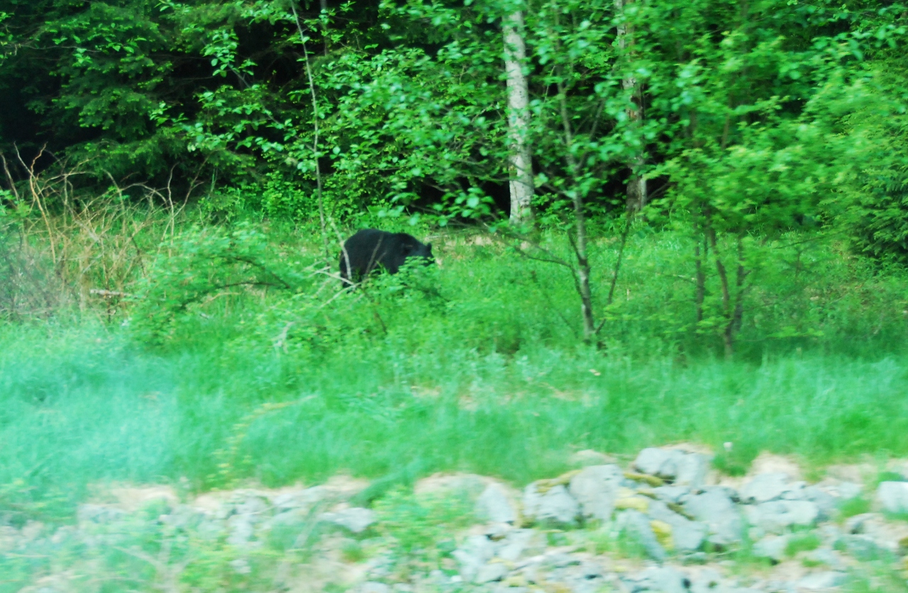 Simi Valley Corvettes