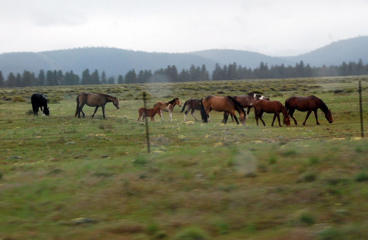Simi Valley Corvettes