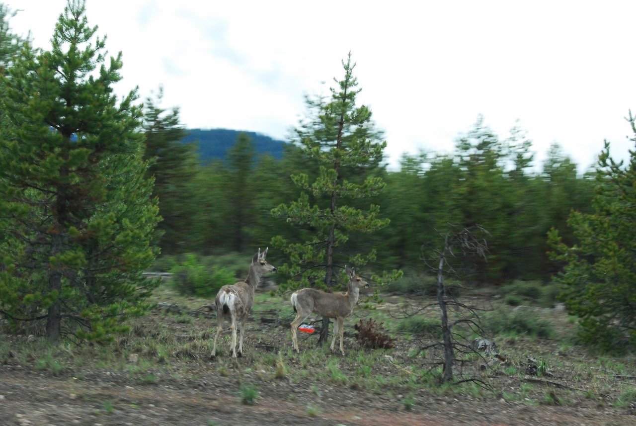 Simi Valley Corvettes