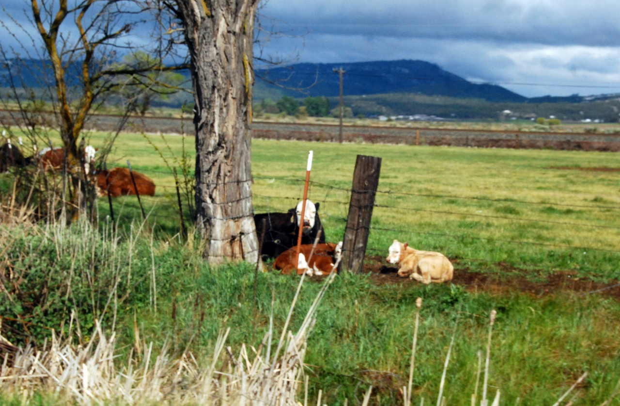 Simi Valley Corvettes