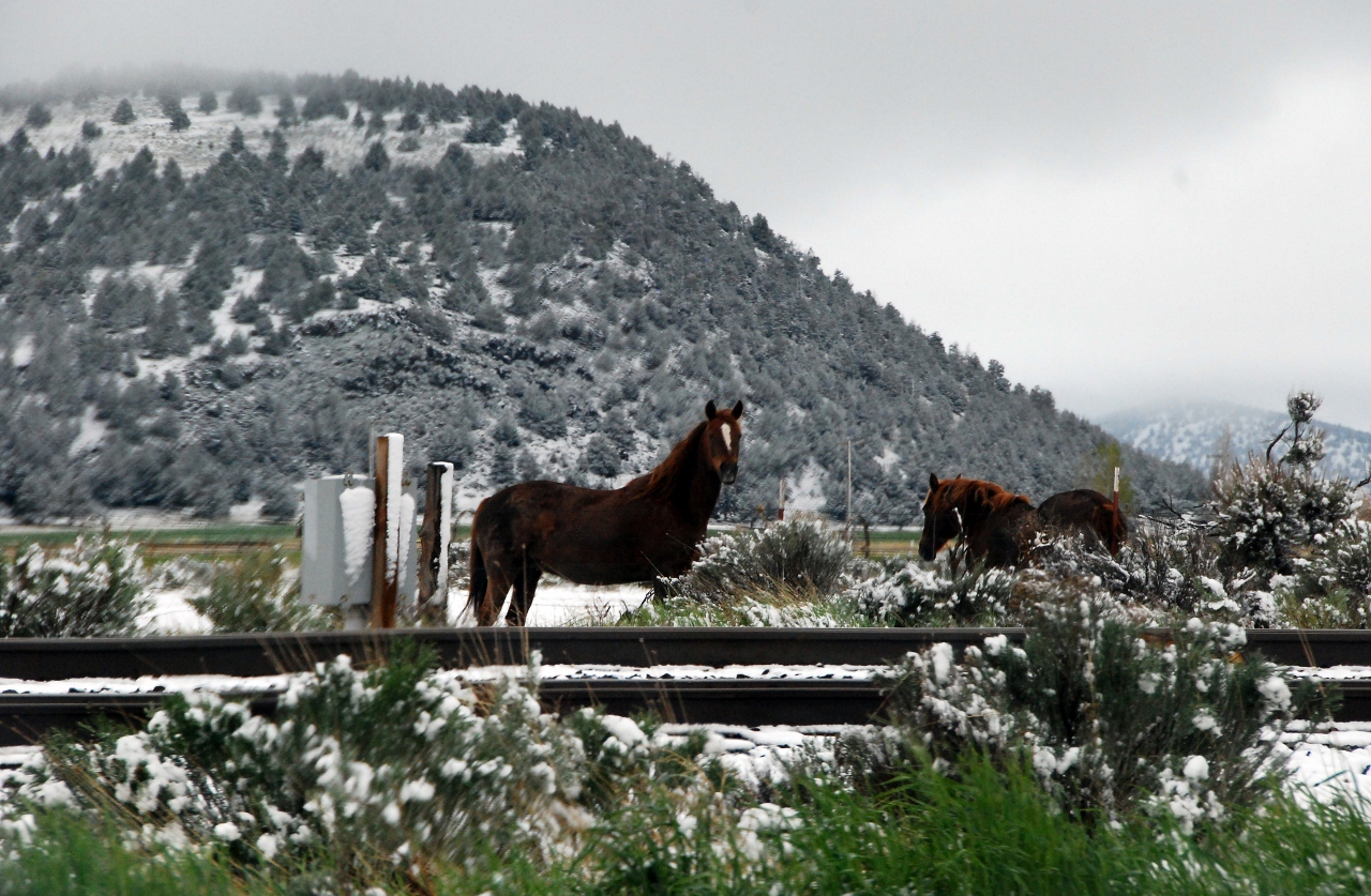 Simi Valley Corvettes
