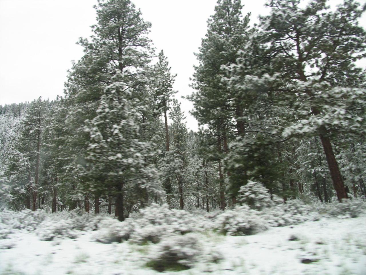Simi Valley Corvettes
