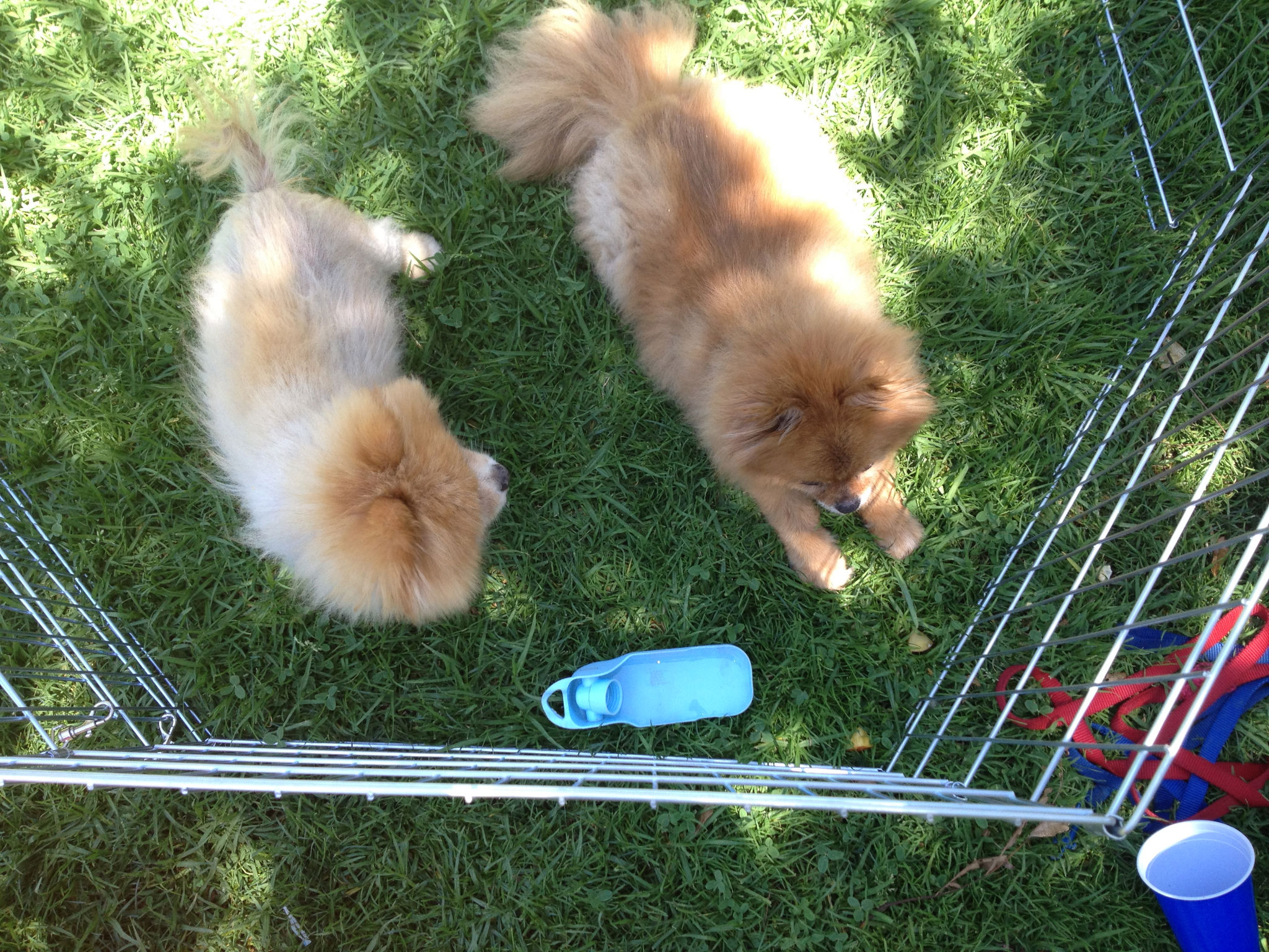 Simi Valley Corvettes