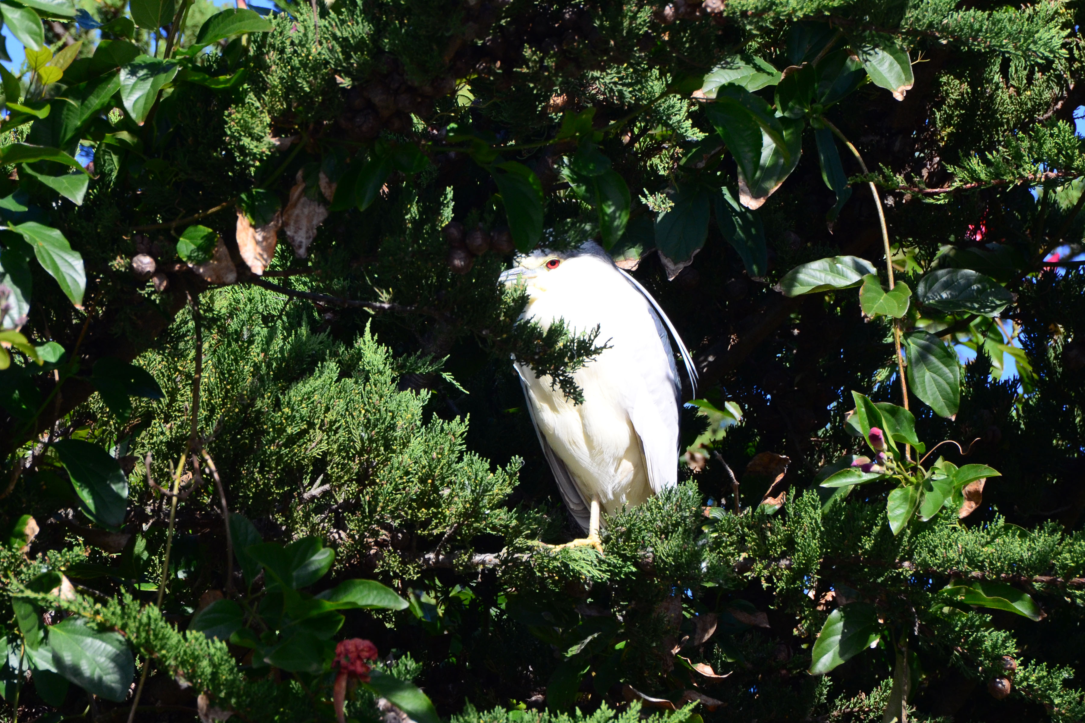 Simi Valley Corvettes
