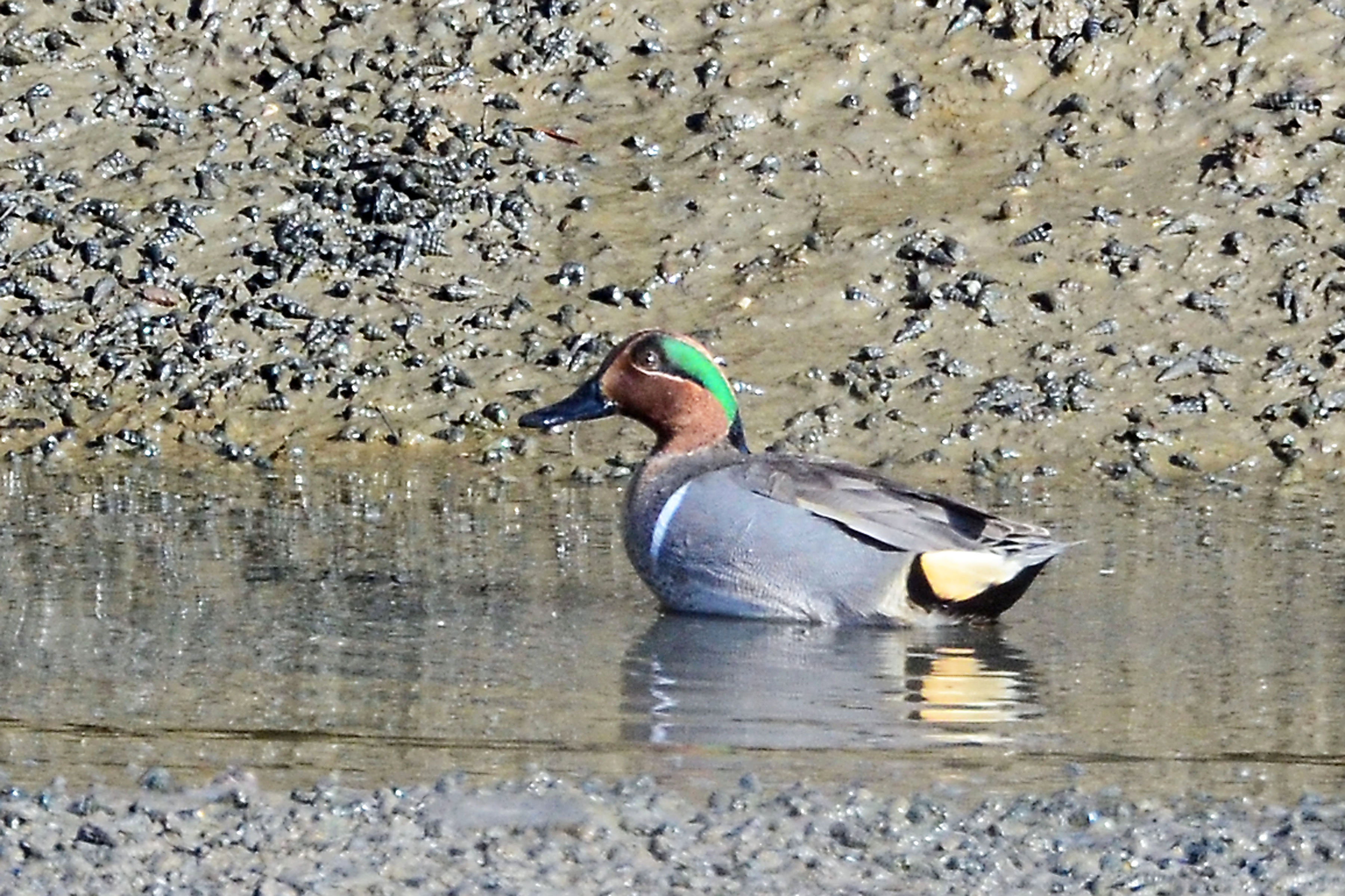 Simi Valley Corvettes