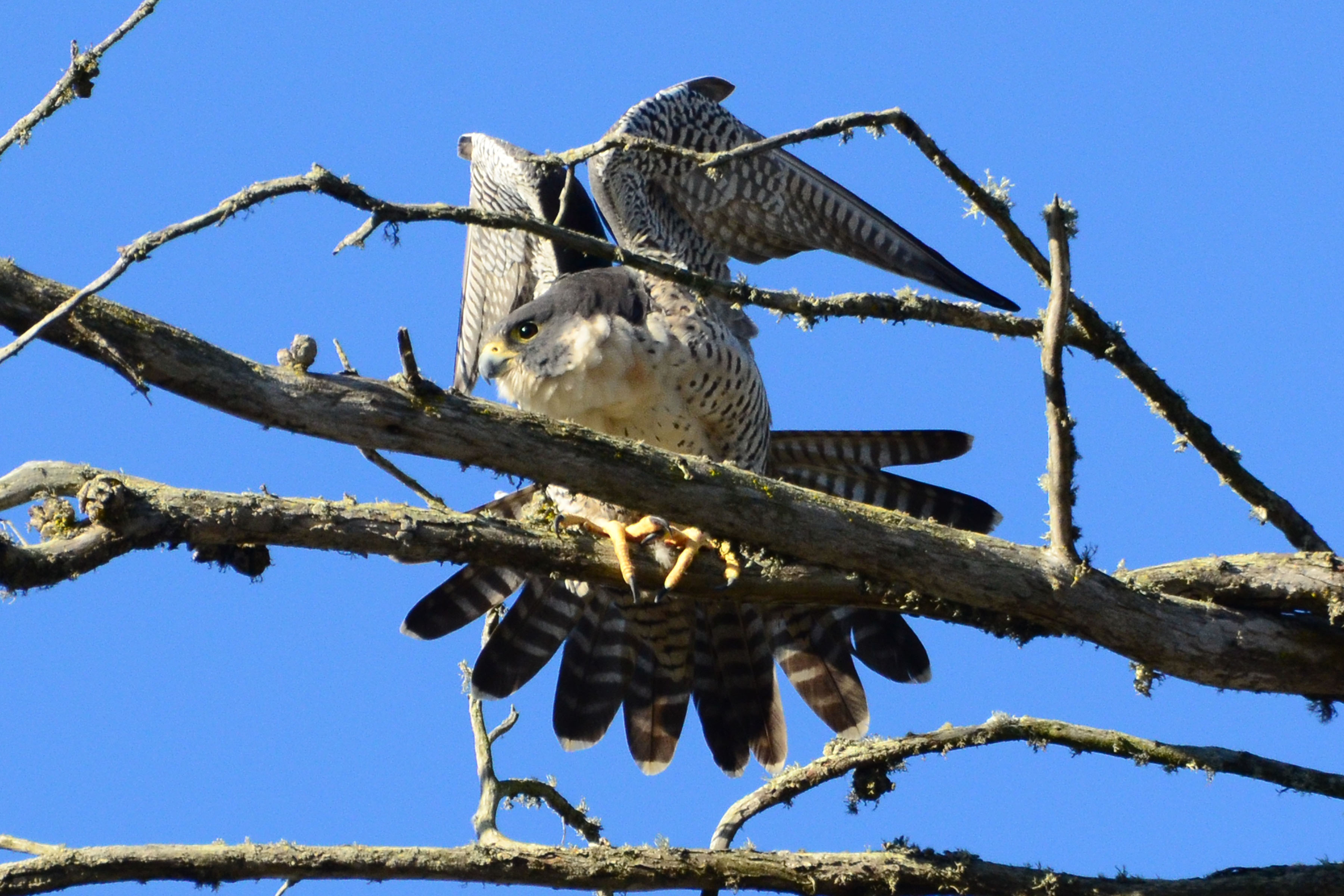 Simi Valley Corvettes