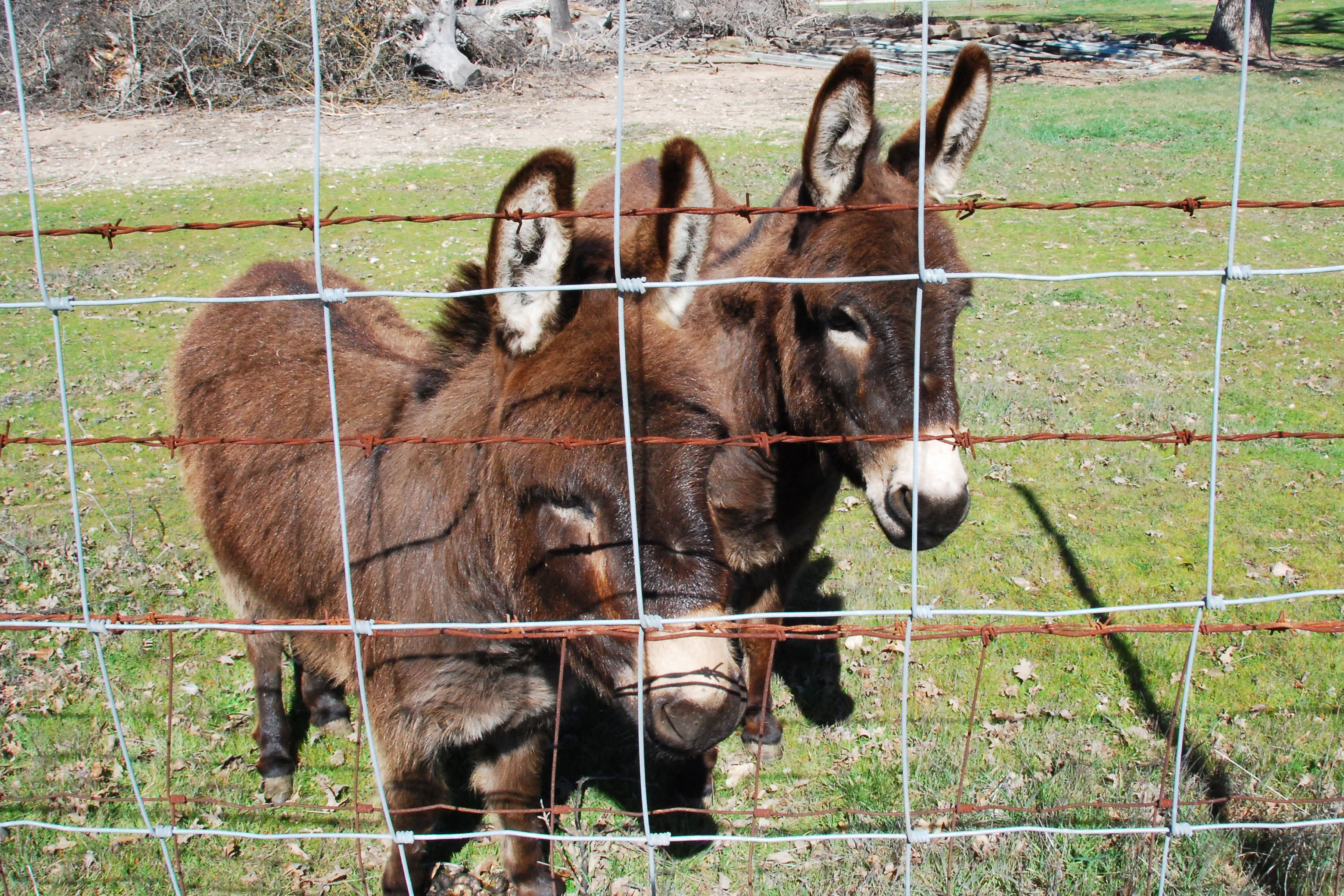 Simi Valley Corvettes