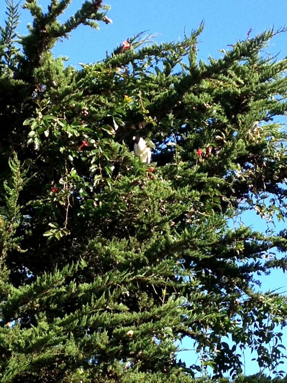Simi Valley Corvettes