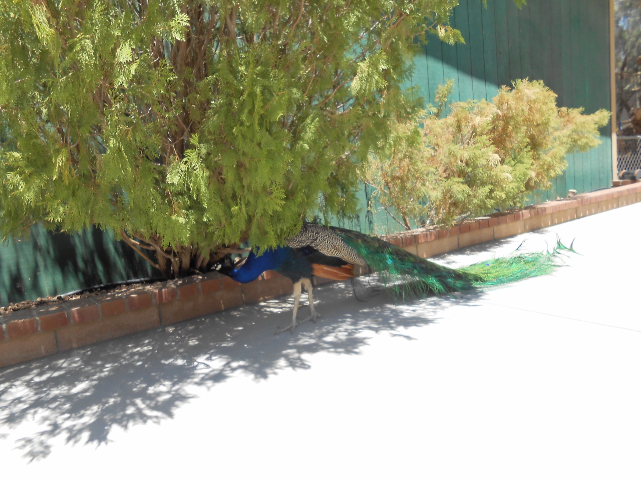 Simi Valley Corvettes