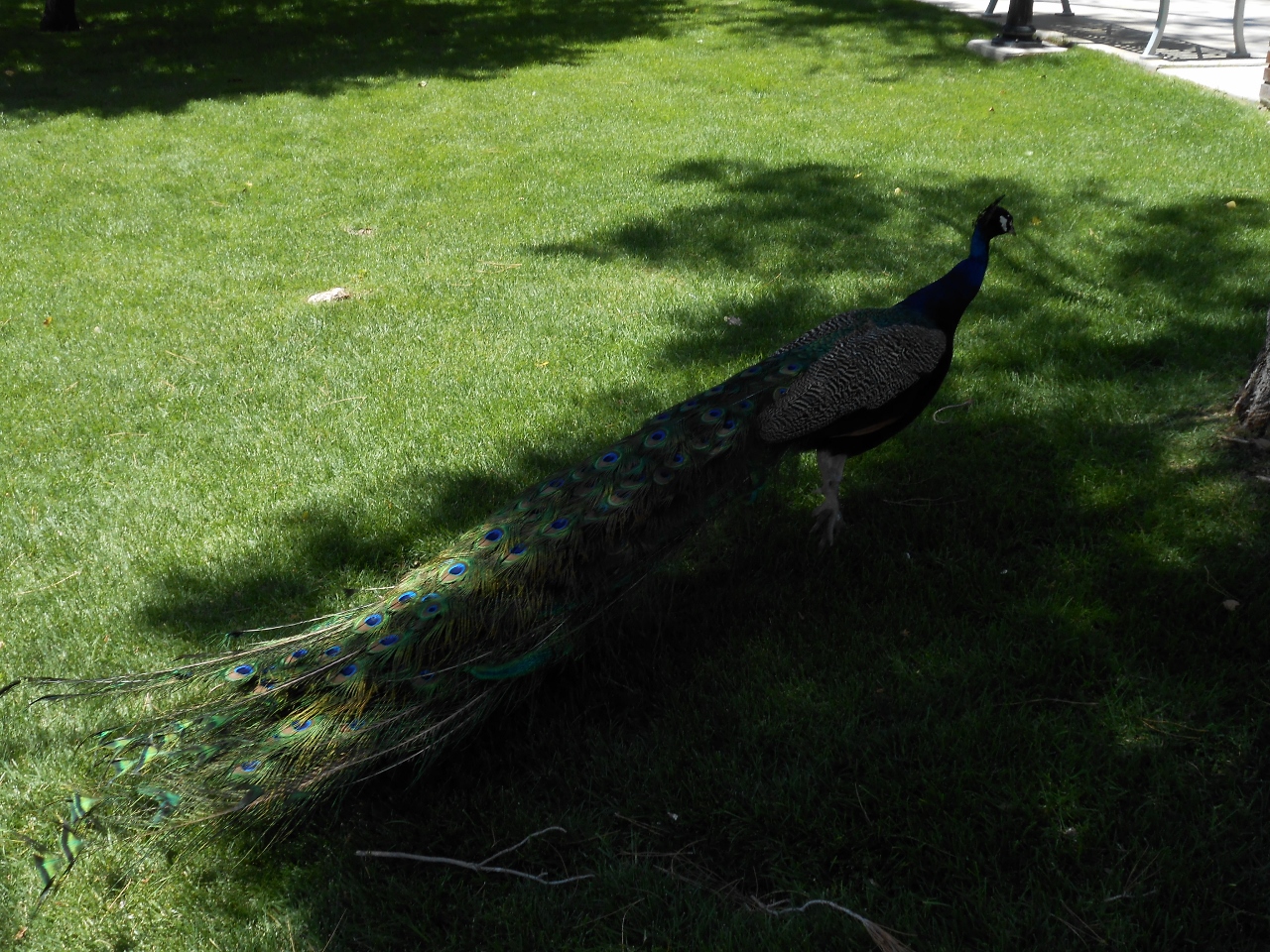 Simi Valley Corvettes