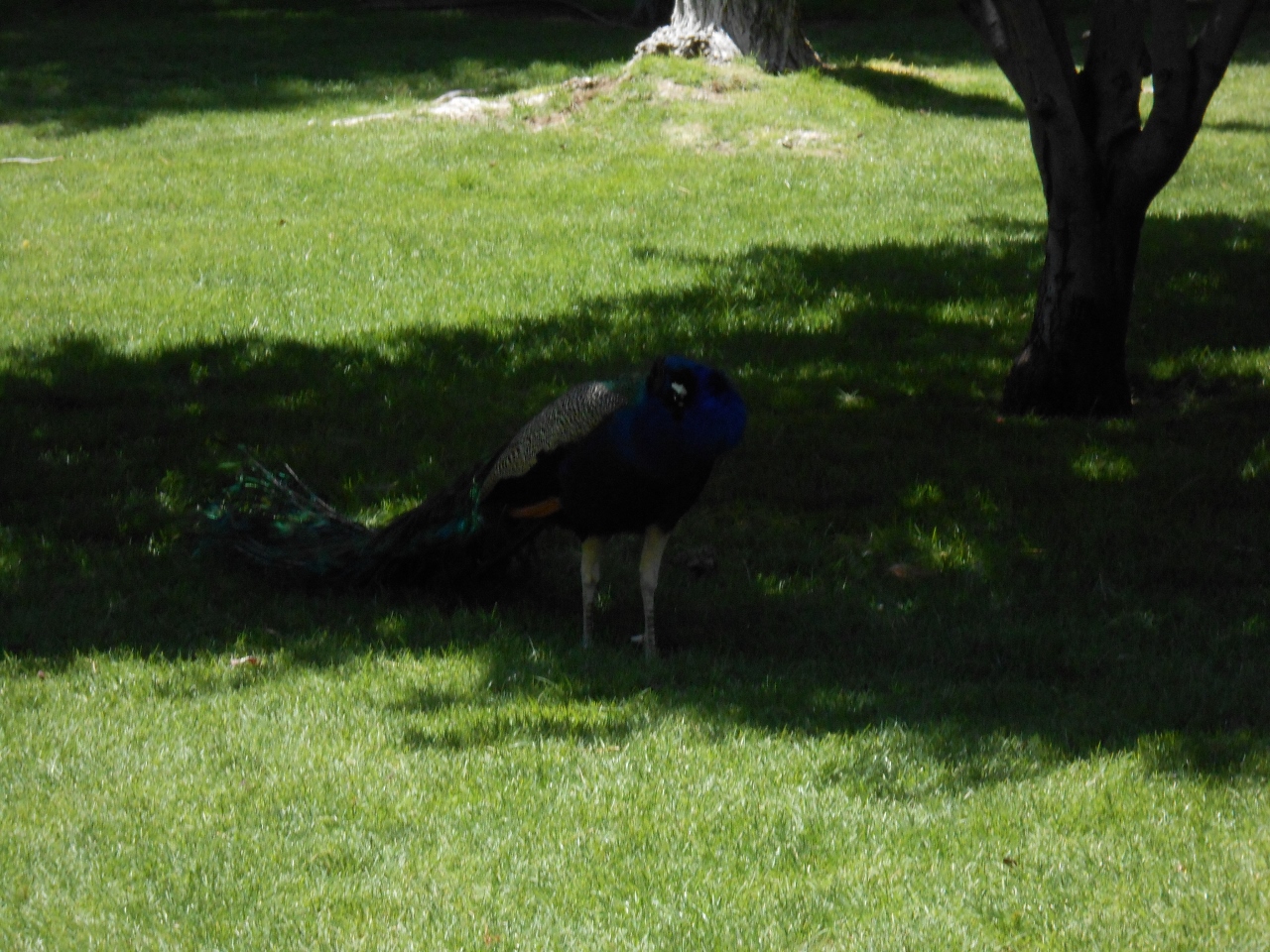 Simi Valley Corvettes