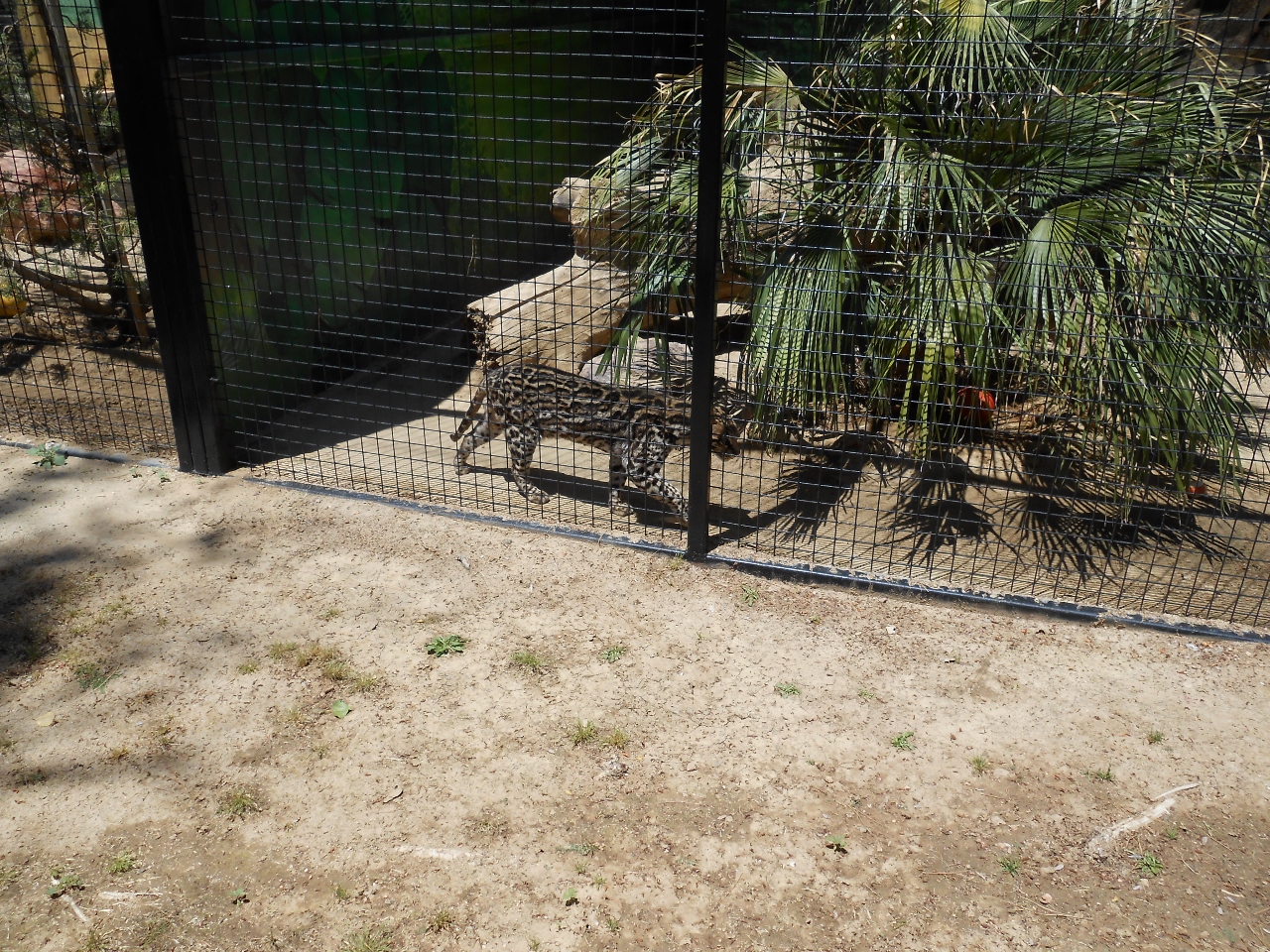 Simi Valley Corvettes