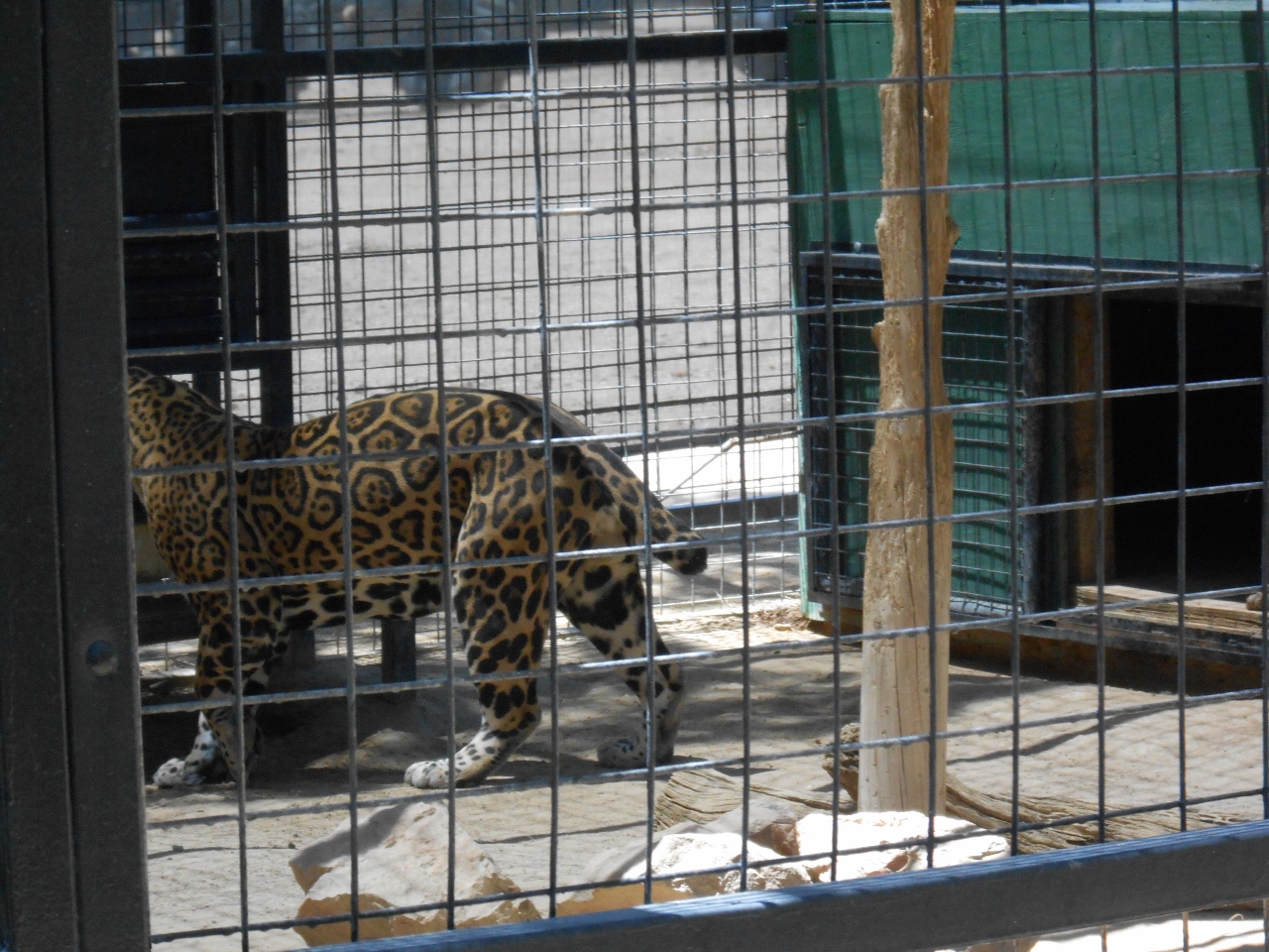 Simi Valley Corvettes