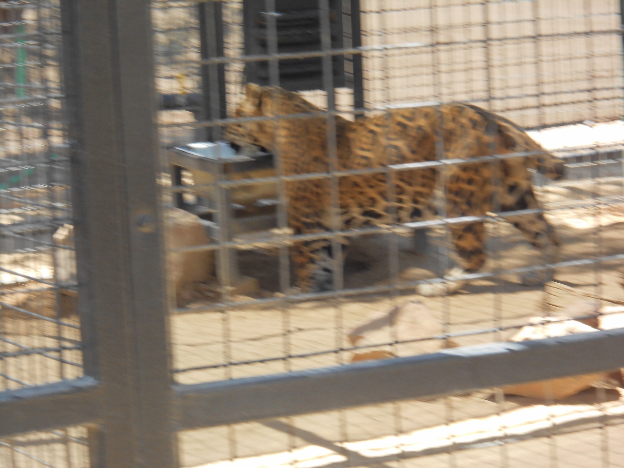 Simi Valley Corvettes