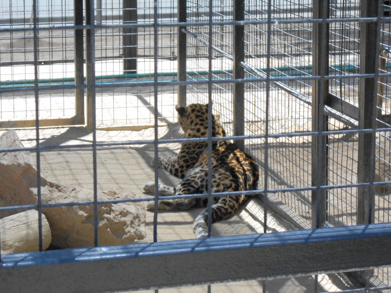 Simi Valley Corvettes