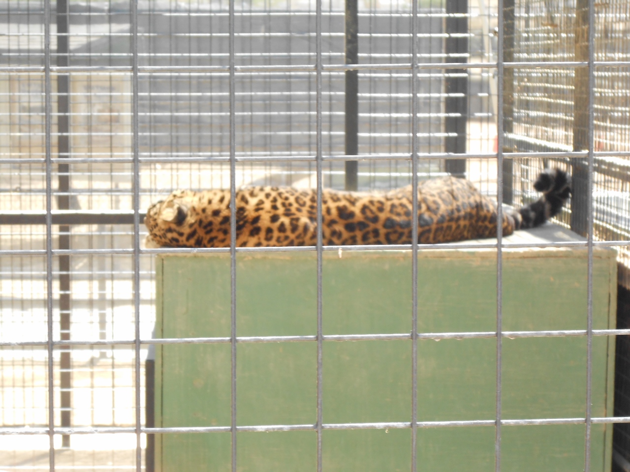 Simi Valley Corvettes