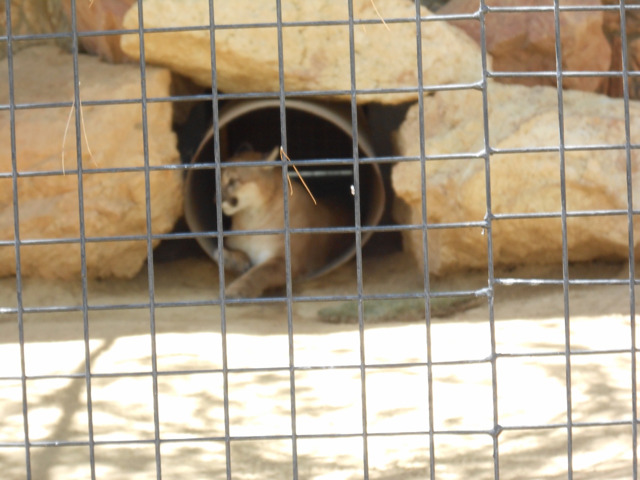Simi Valley Corvettes