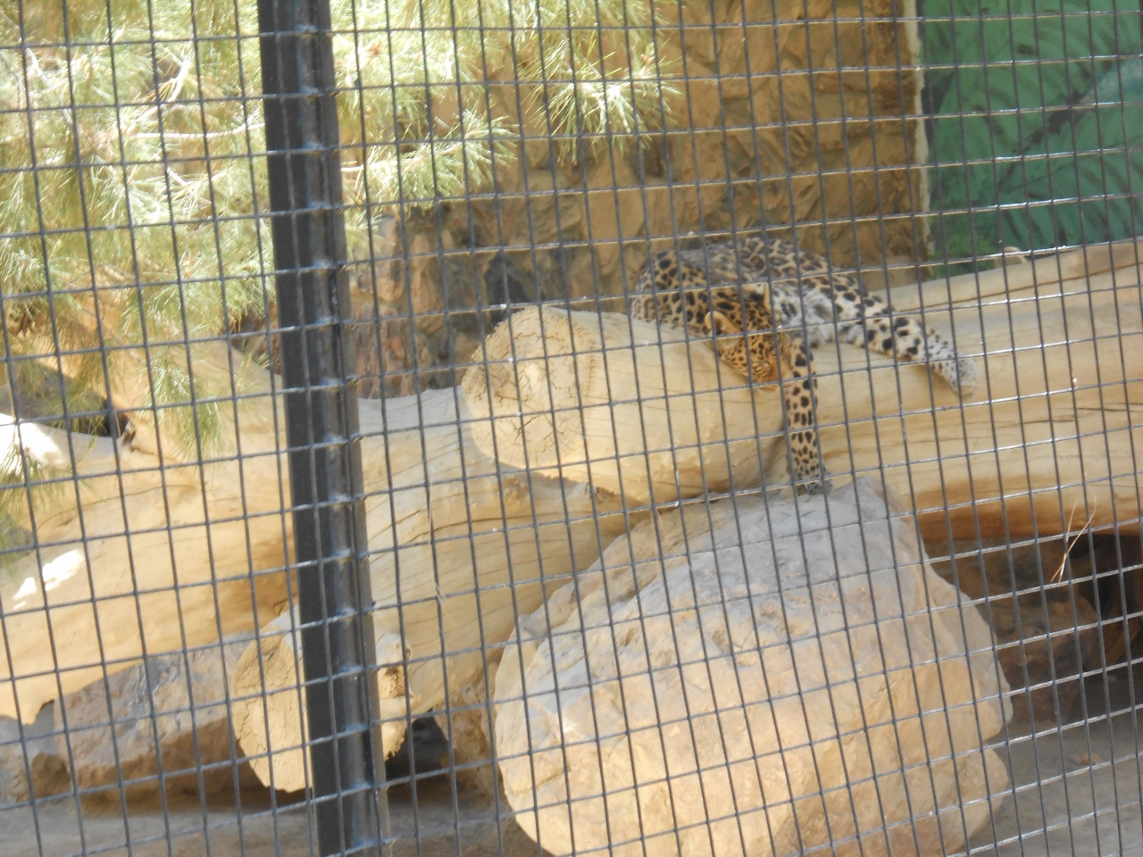 Simi Valley Corvettes
