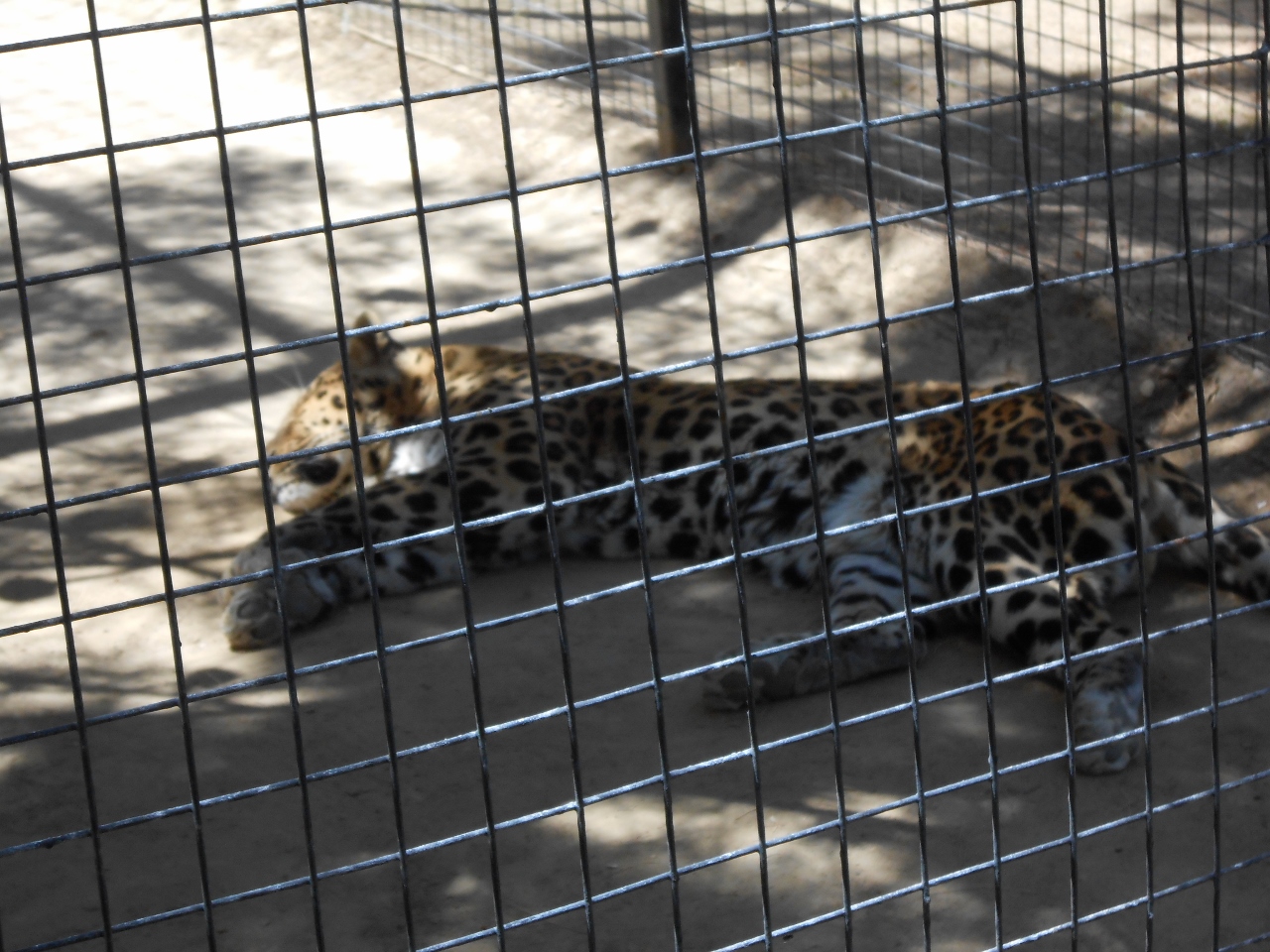 Simi Valley Corvettes