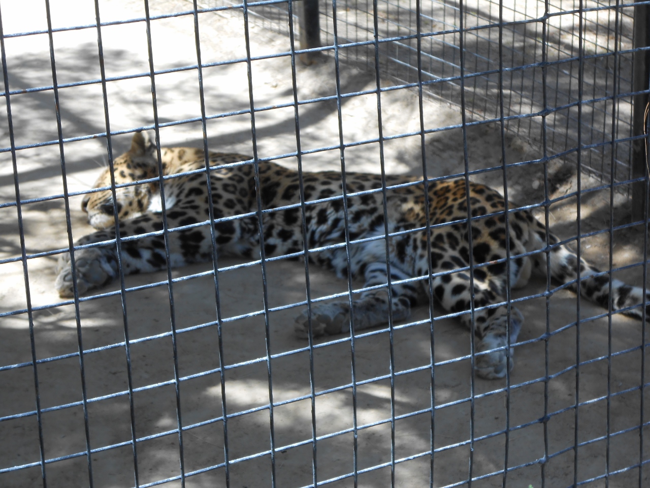 Simi Valley Corvettes