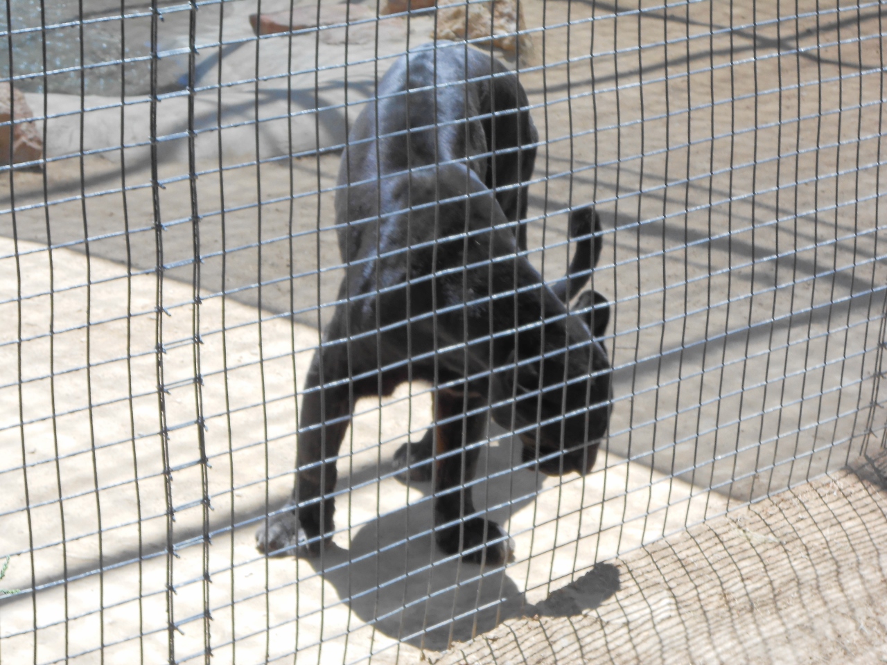 Simi Valley Corvettes
