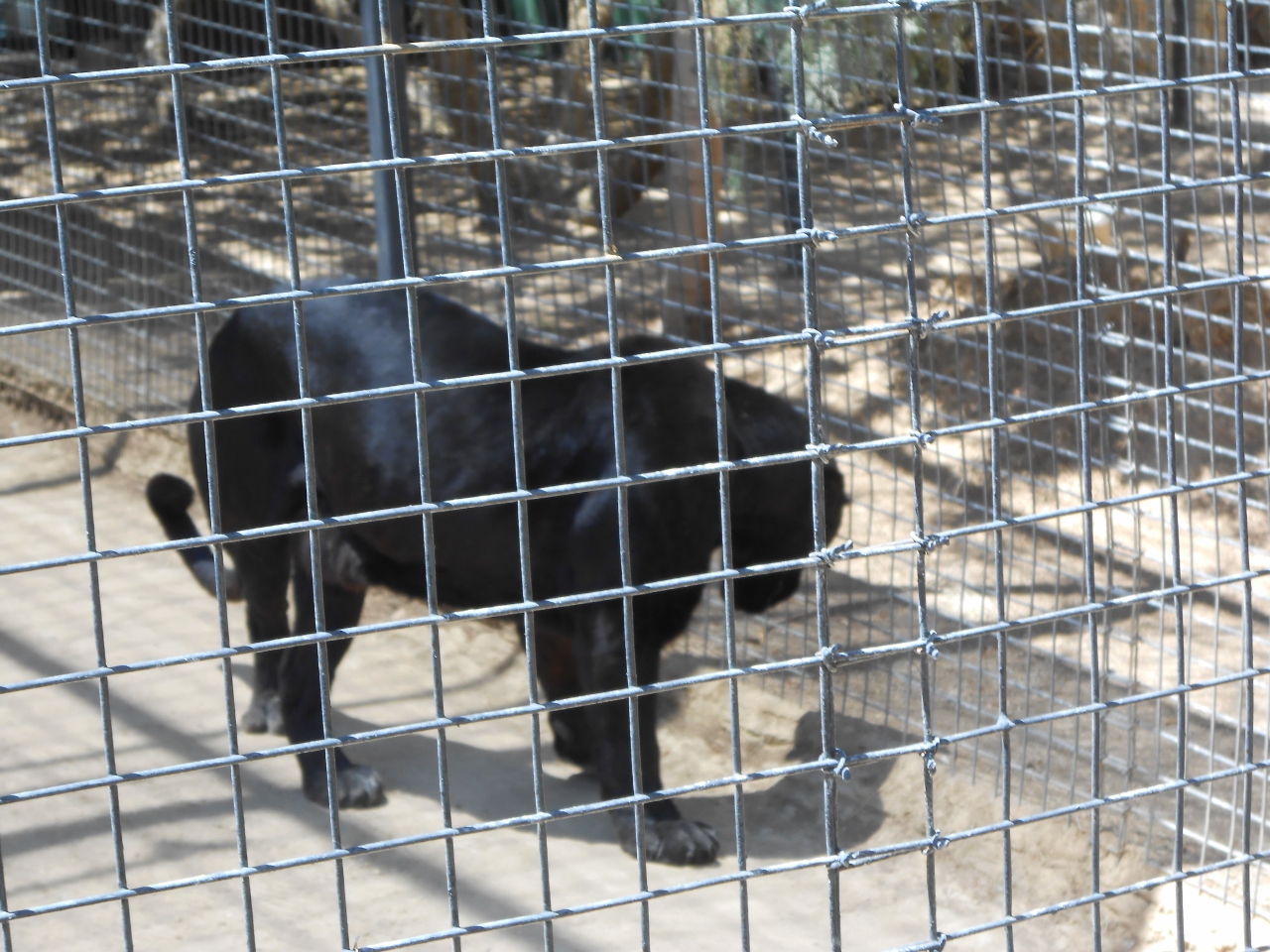 Simi Valley Corvettes