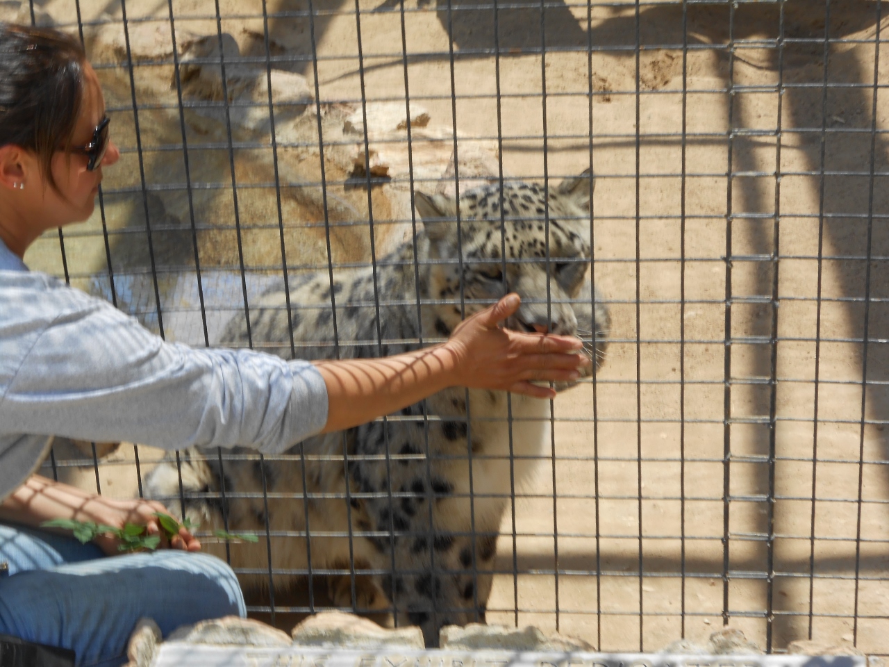Simi Valley Corvettes