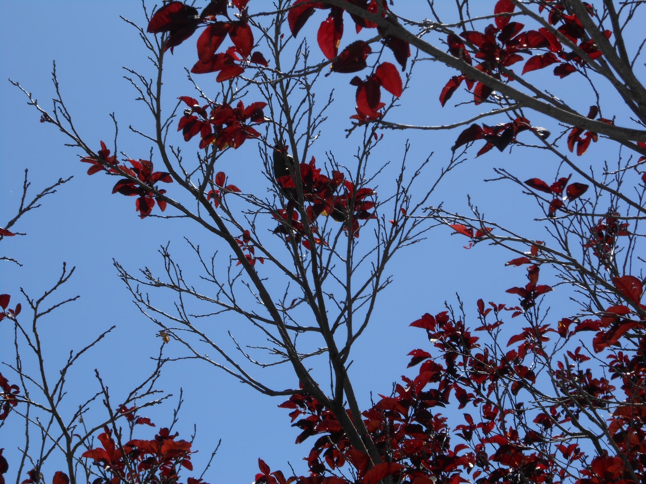 Simi Valley Corvettes